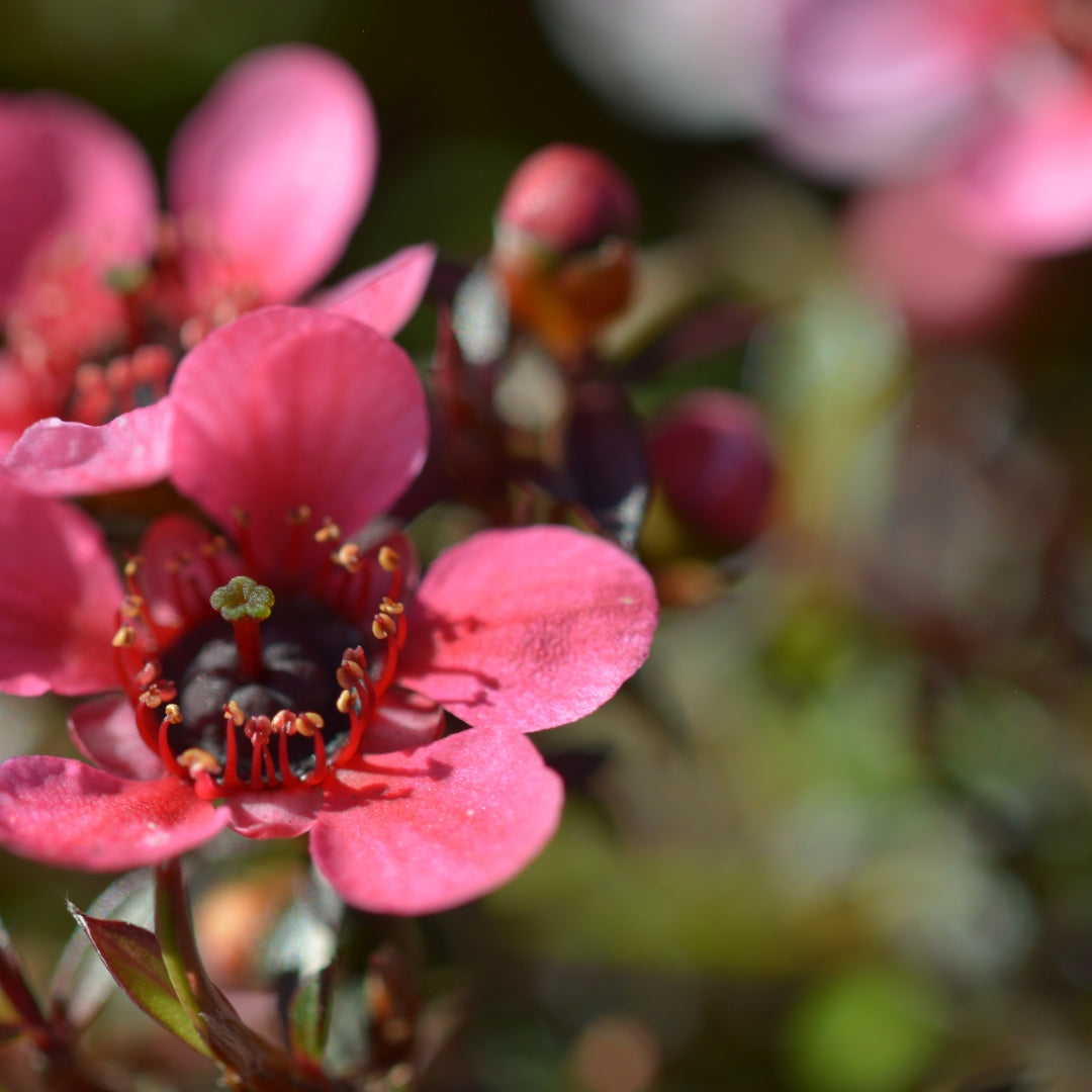 manuka honey for acne scars